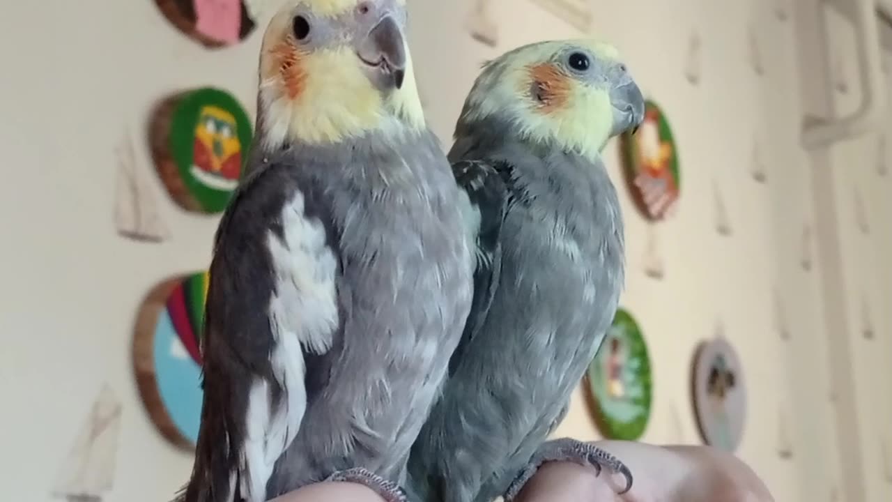 My bird sings to us like this every day