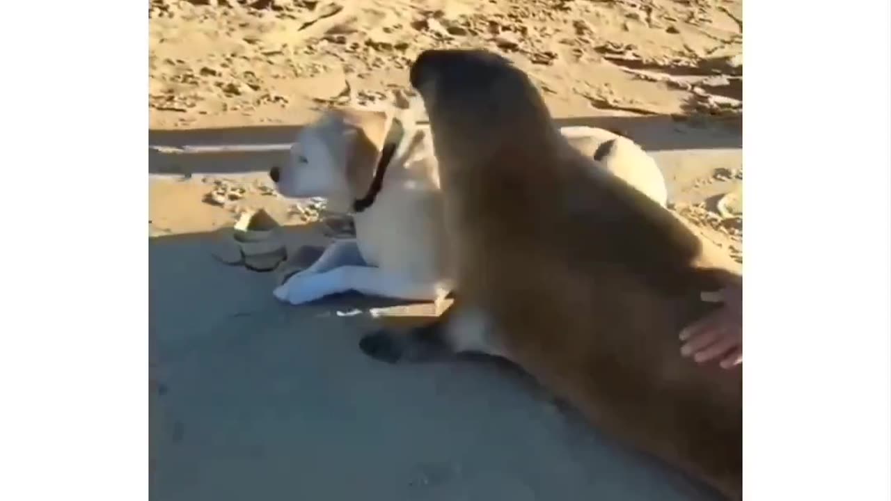 Must see! SEA DOG IS HAPPY TO MEET LAND DOG 🐶 😁😊 FUNNY IDEA 💡 🤣😁🤣