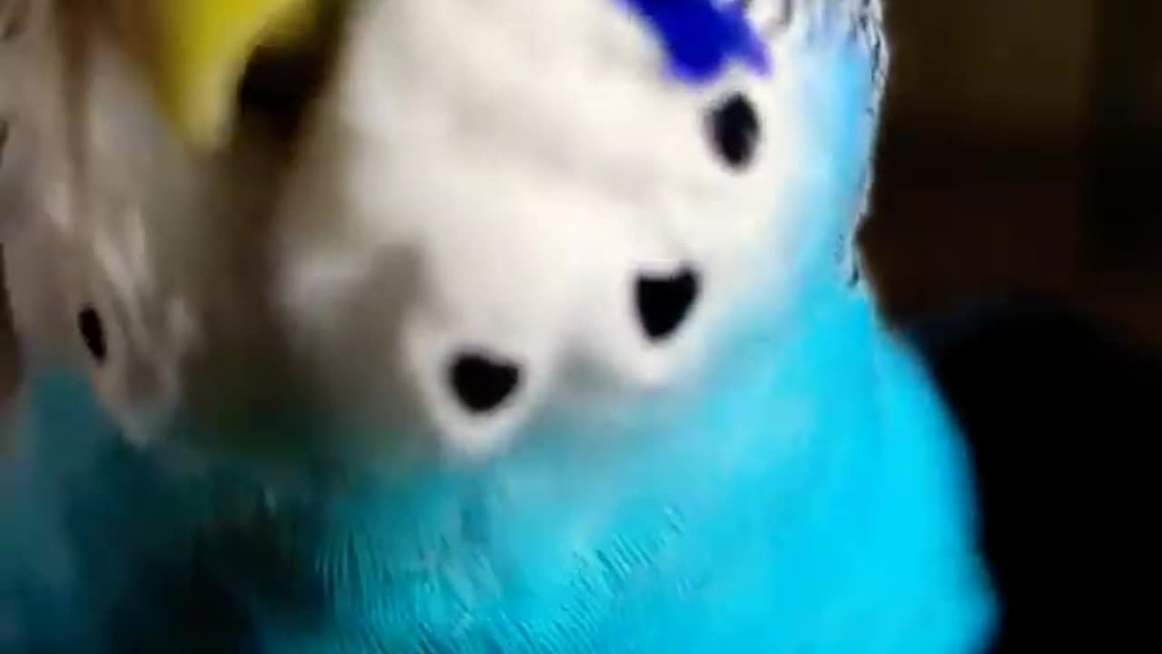 leo the budgies talking in english