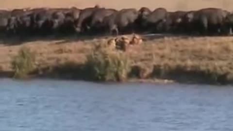 Battle at Kruger