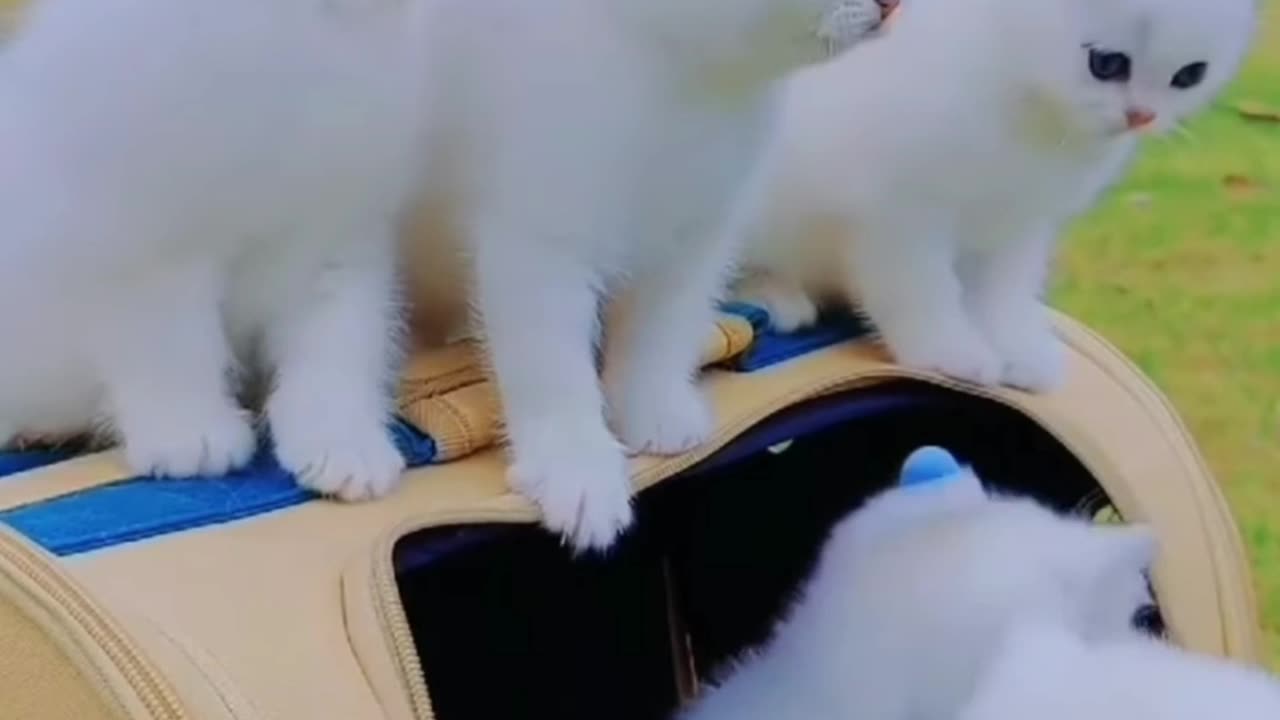 My cutest kittens