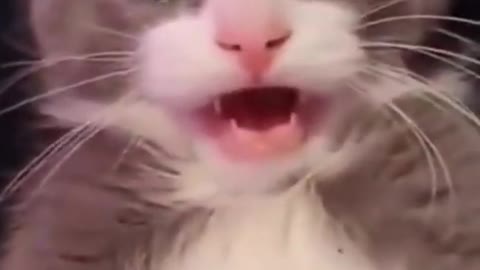 funny reaction Cat video