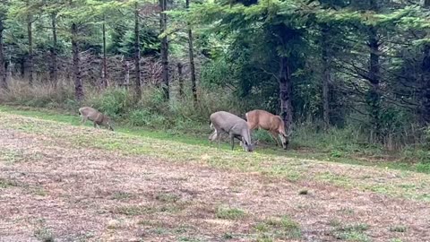 Vancouver Island blacktail deer. Sept 2023