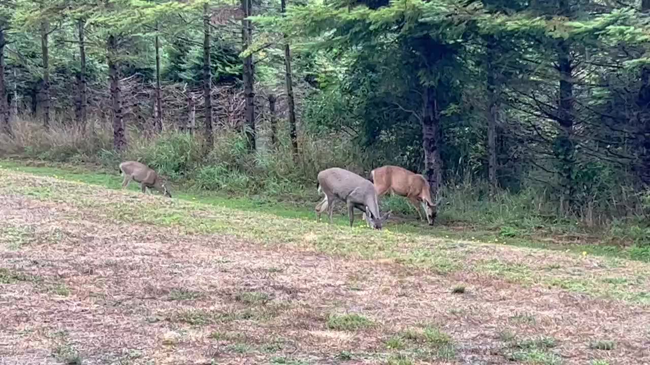 Vancouver Island blacktail deer. Sept 2023