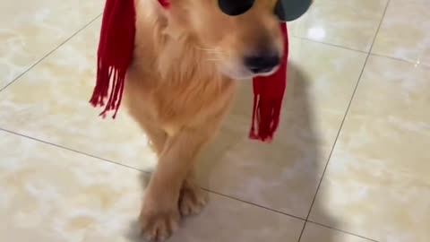 New funny video