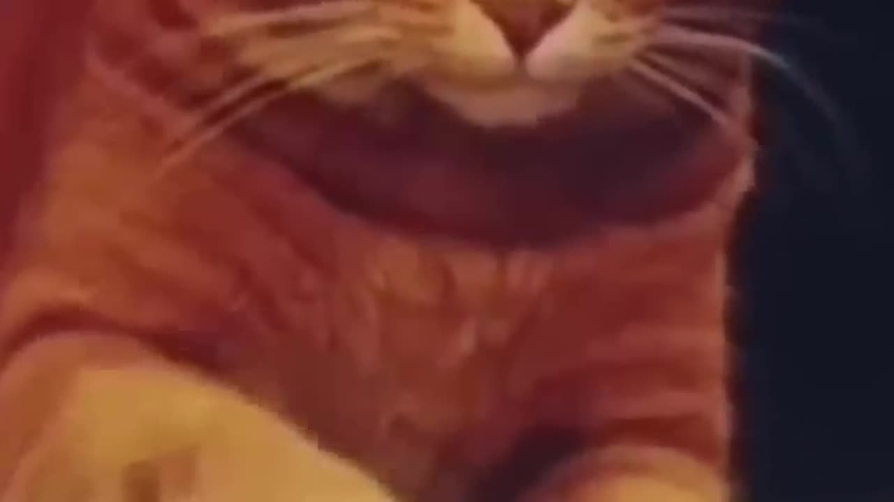 Funny cat video