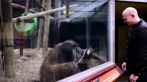 Monkey React to Magic