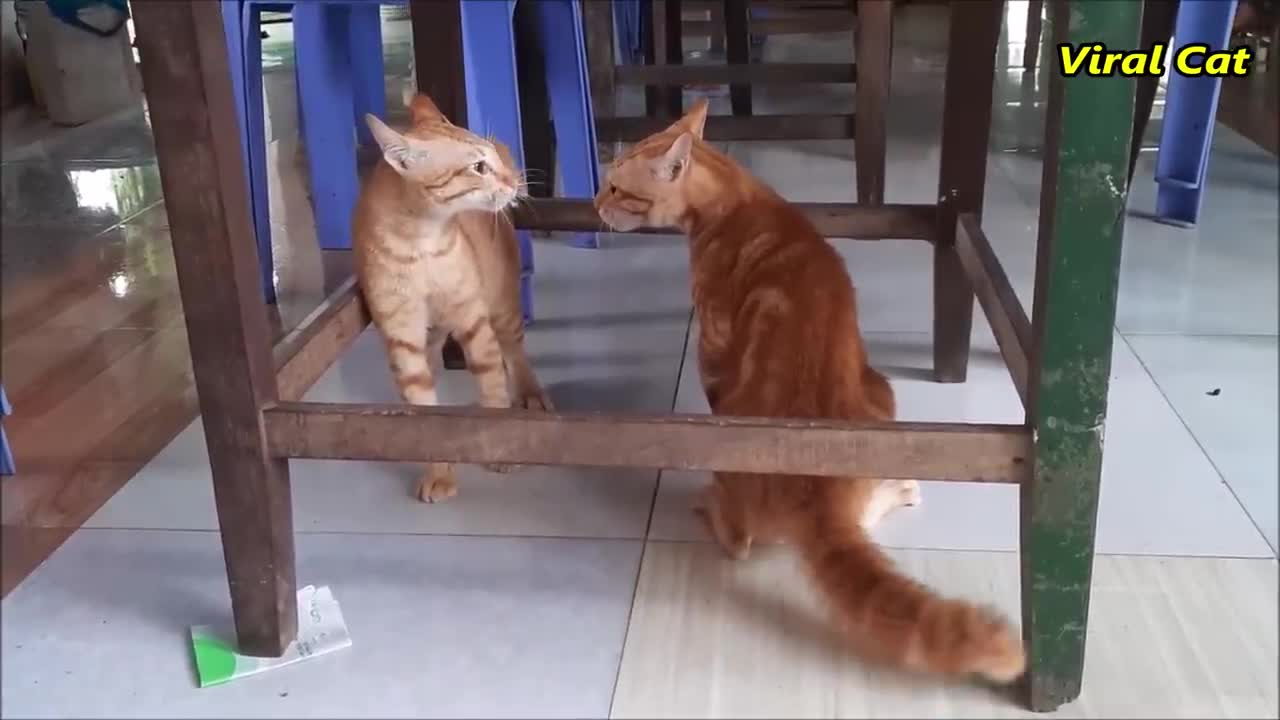 Cats fighting and meowing.