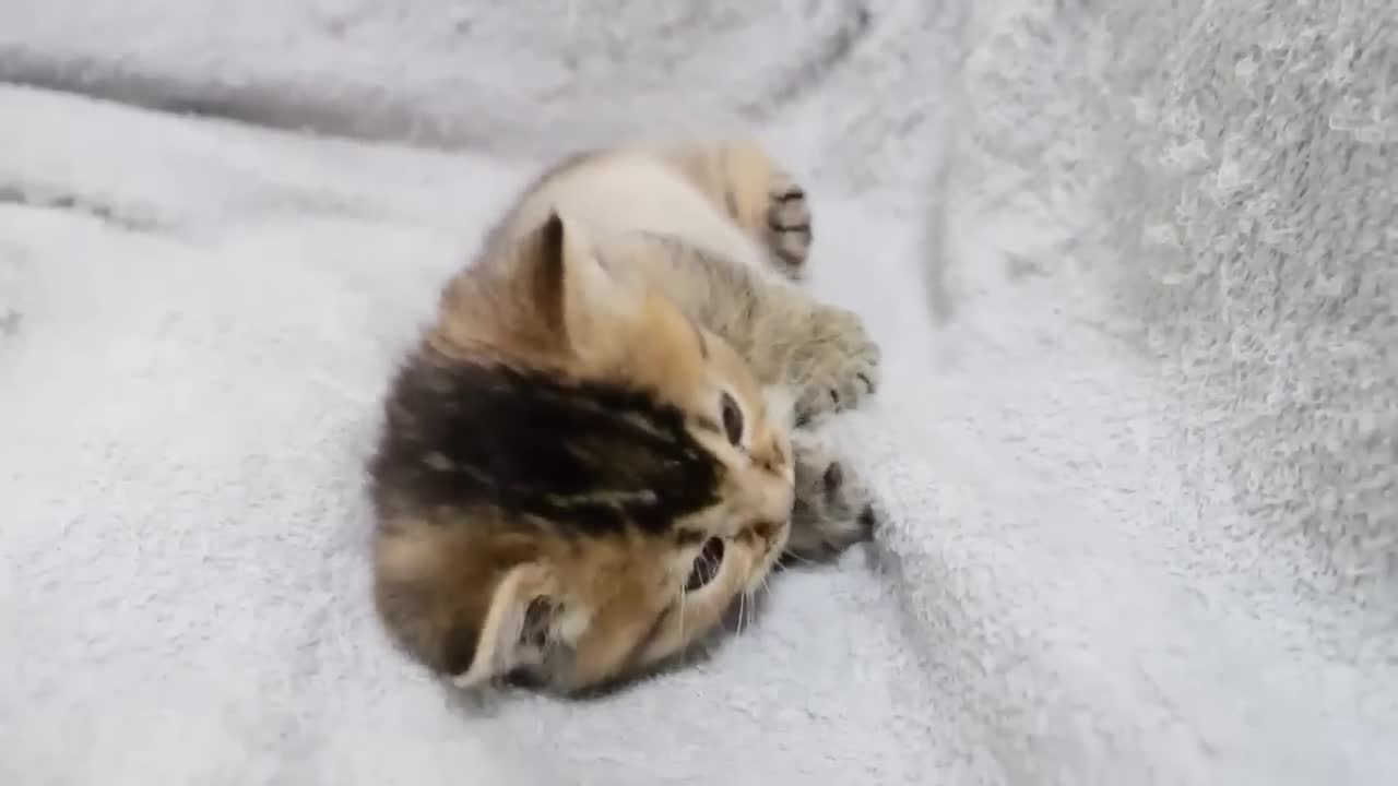 Collected cute scenes of small kitten