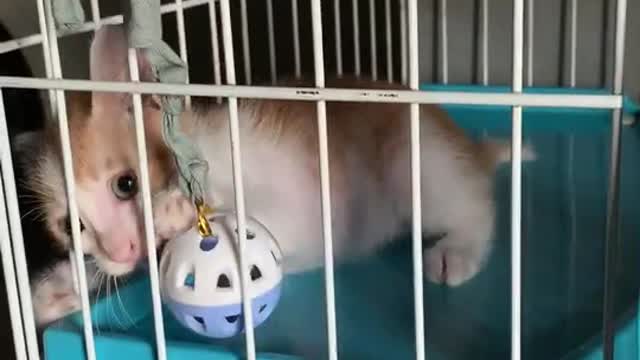 small cat