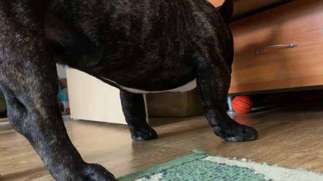 The French bulldog has a tantrum | He can't get a toy