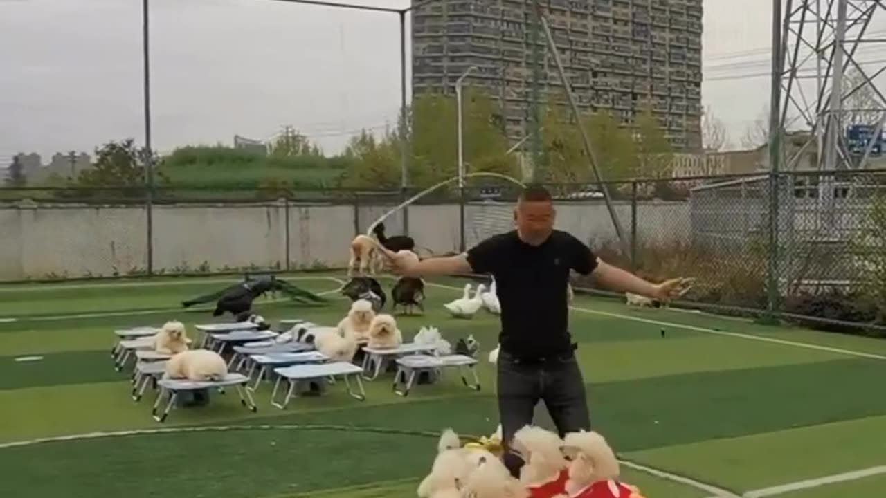 Dogs playing jumping game with owner