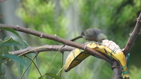 bird eating banana