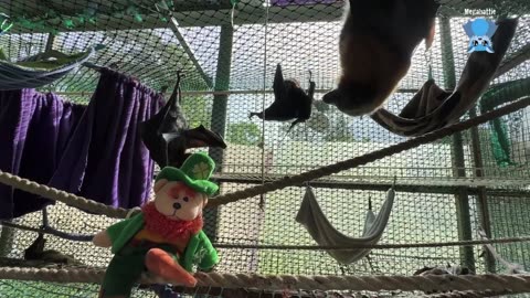 Transporting flying-foxes between carers Trinket and Okly Dokly