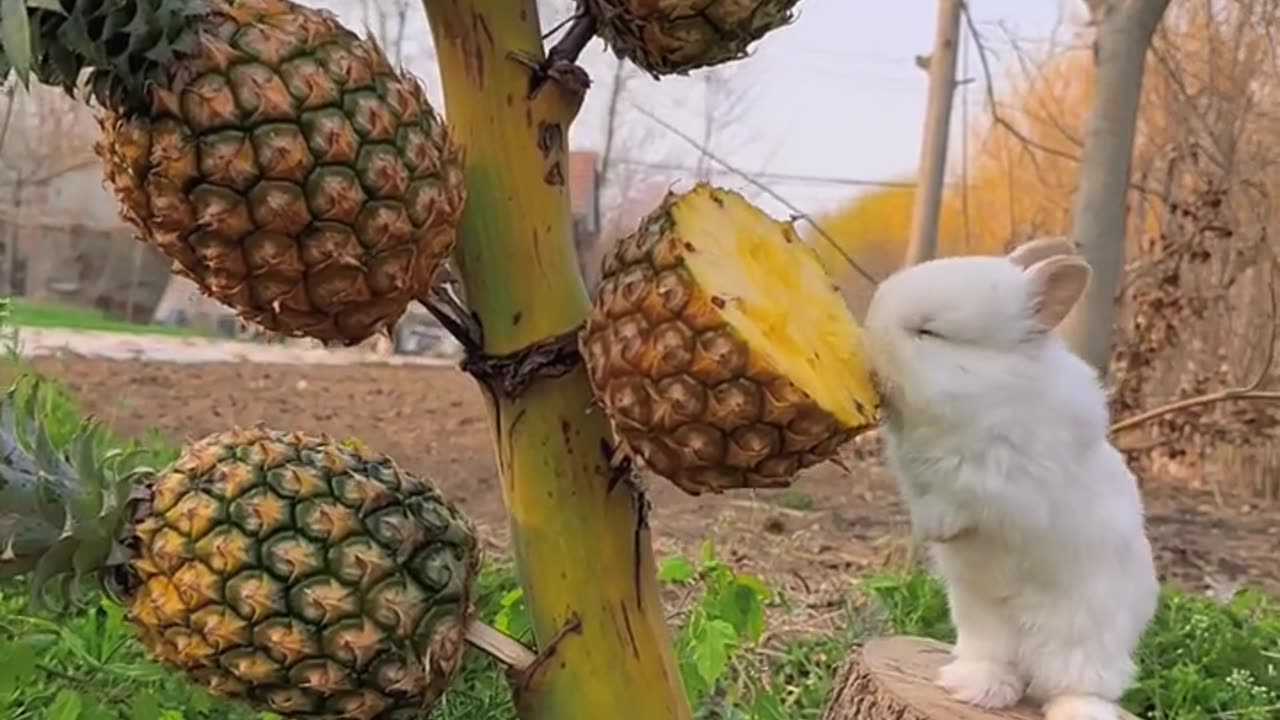 Cute bunny eating pineapple 🍍 cute pet rabbit