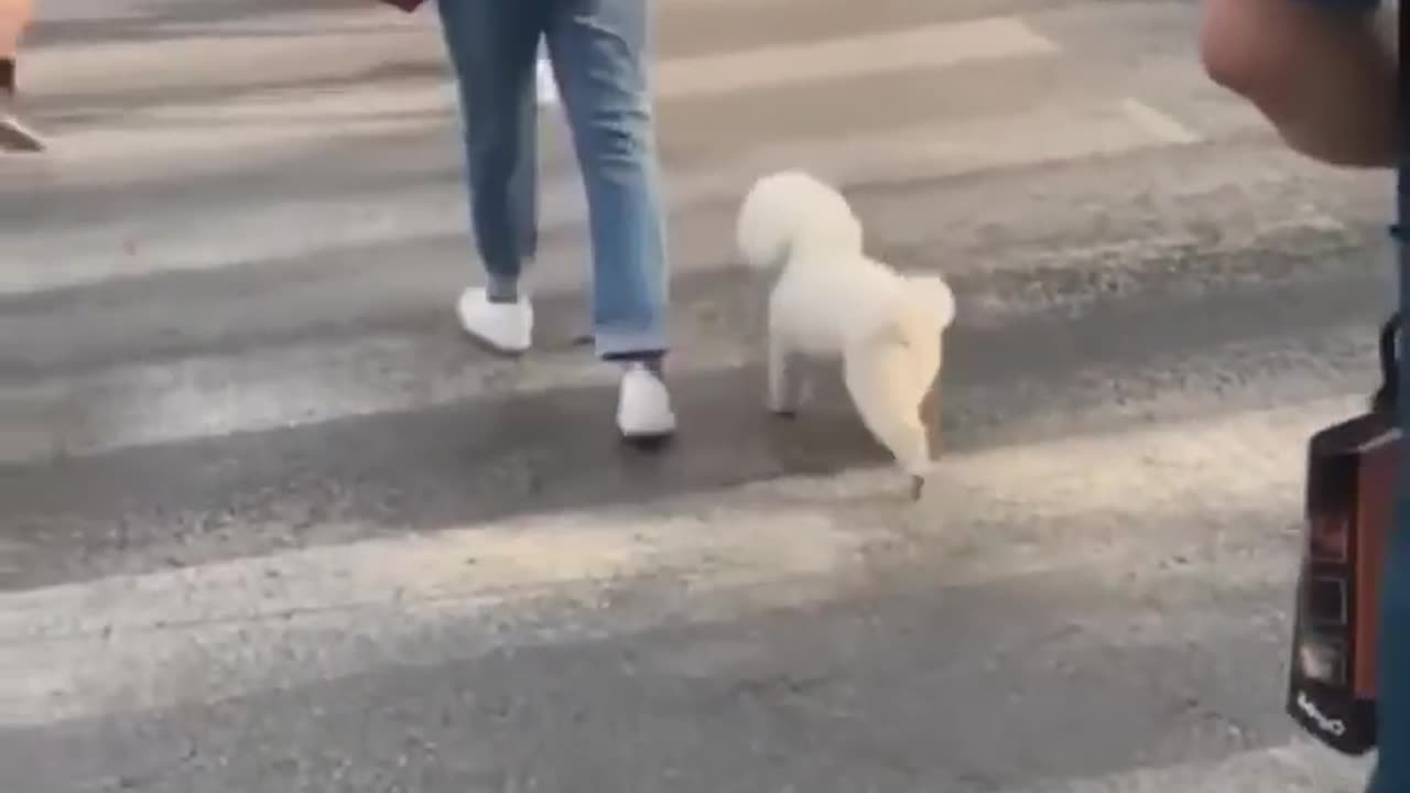 Funnies cat and dog