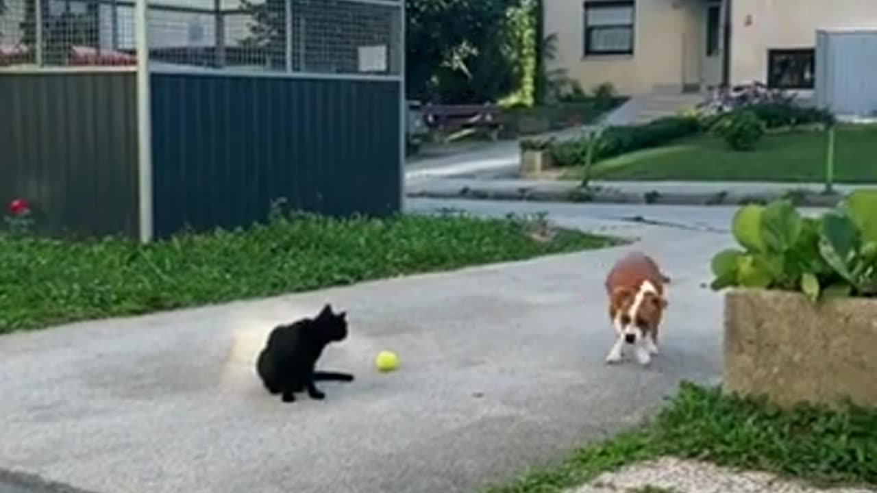 Funny 😁 cat or dog 🐕 🤣 🐈 video