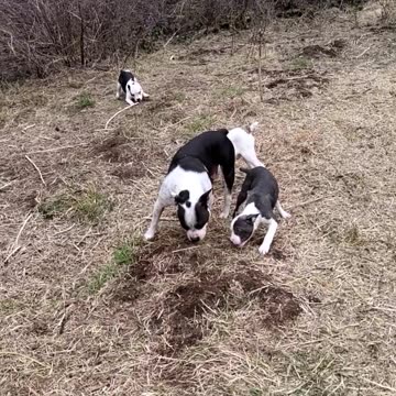 Alpha group 1st company