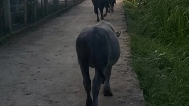 The buffaloes in the middle of the road seemed to know nothing about traffic.