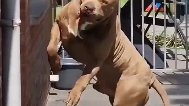 Pittbull dog videos