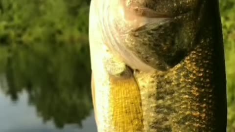 Rat Lure on Baas Fishing