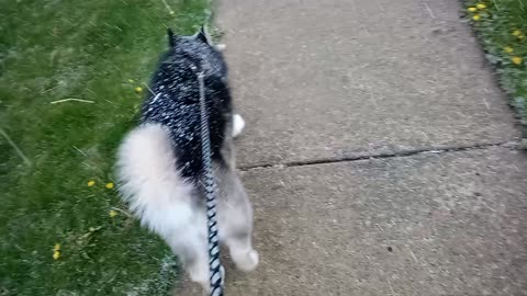 Luna in a hail storm (Alaskan Malamute)