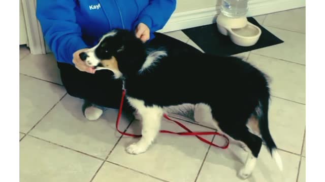 3 Things You Should Teach To Your Puppy - Dog Training