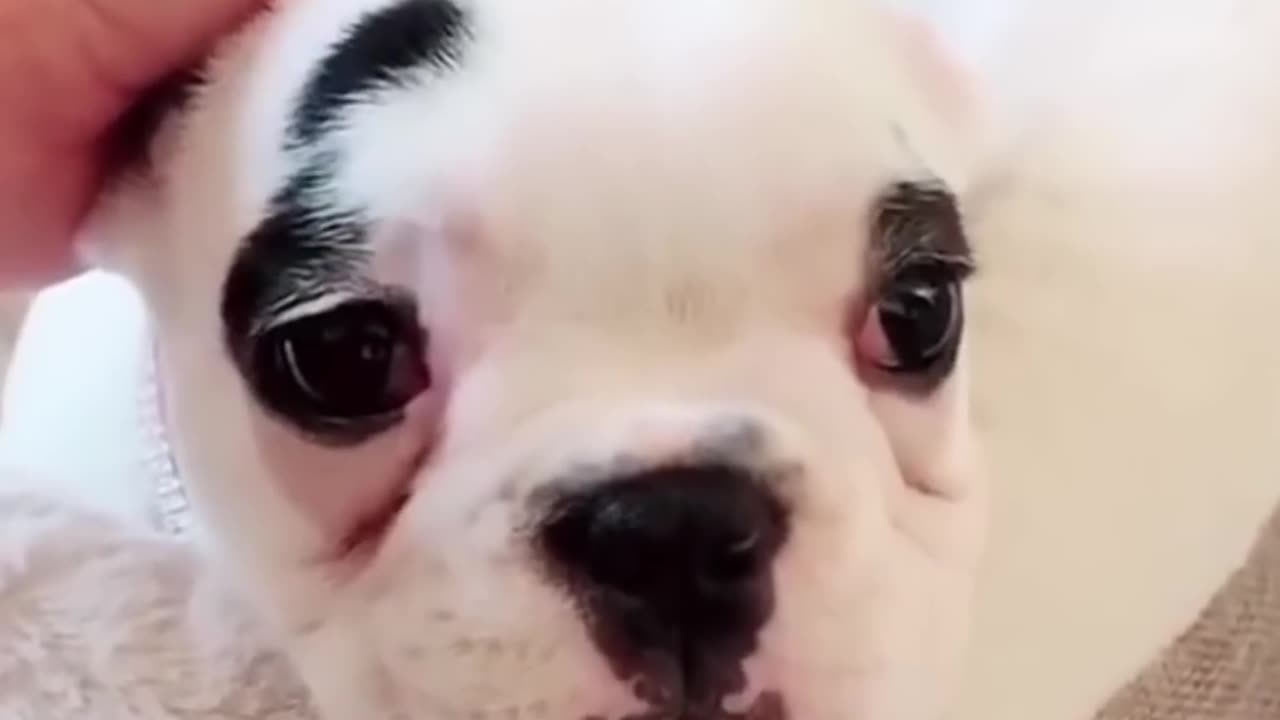 Funny shots dog video