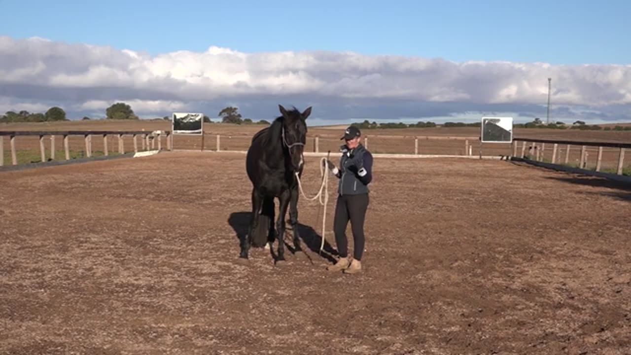 How-To-Lunge-A-Horse-For-The-First-Time