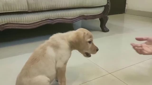 Labrador puppy training