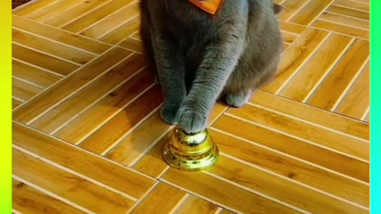 funny cats and cute!!!🤣🤣🤣🐈#funny cats,funny,cats,cute cats,funny cat videos,funny cat