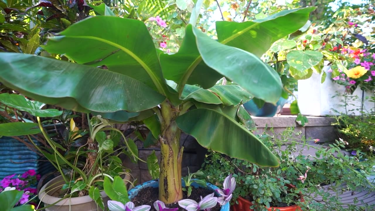 Planting a Banana || Important Information for Potted Banana Trees