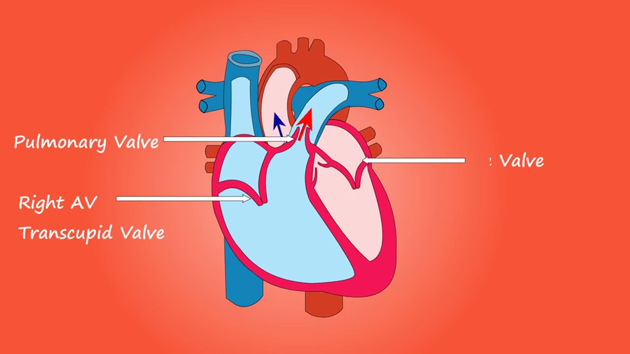 How Work Human Heart