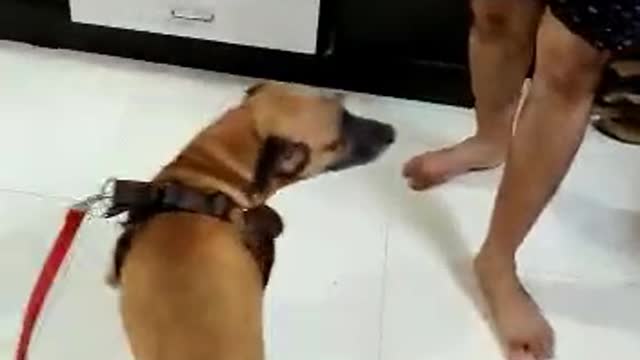 Cute Loving Dog playing with Owner | Life with Dog