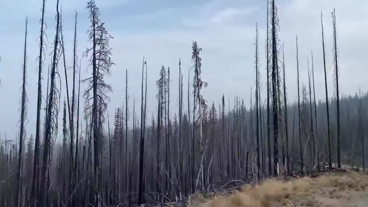 A Short Ride Through A Burnt Forest In Montana