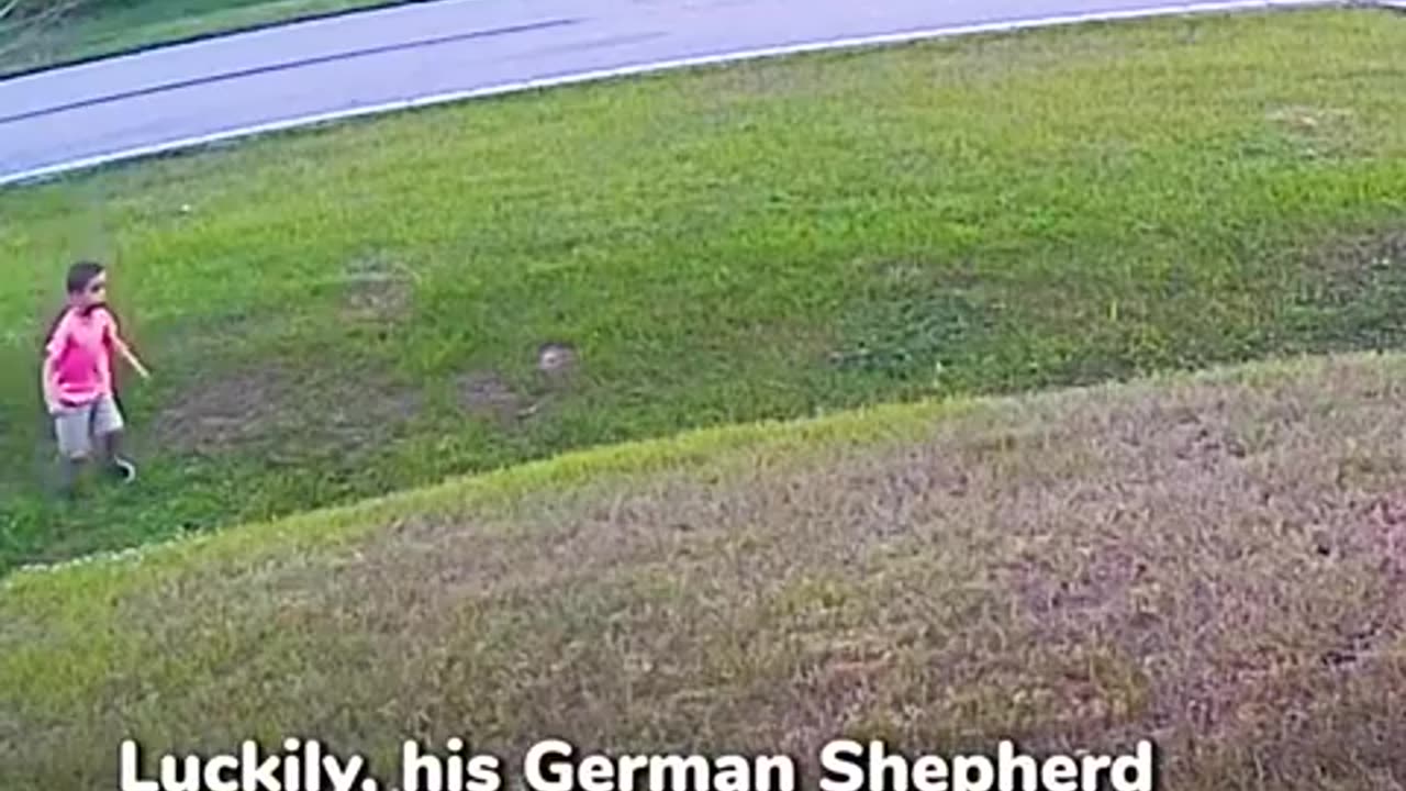 Heroic German Shepherd Protect Boys from Attacking Dog