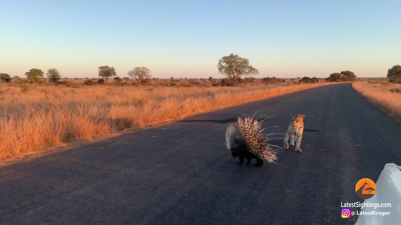 Leopard vs porcupine in the road a few days ago!