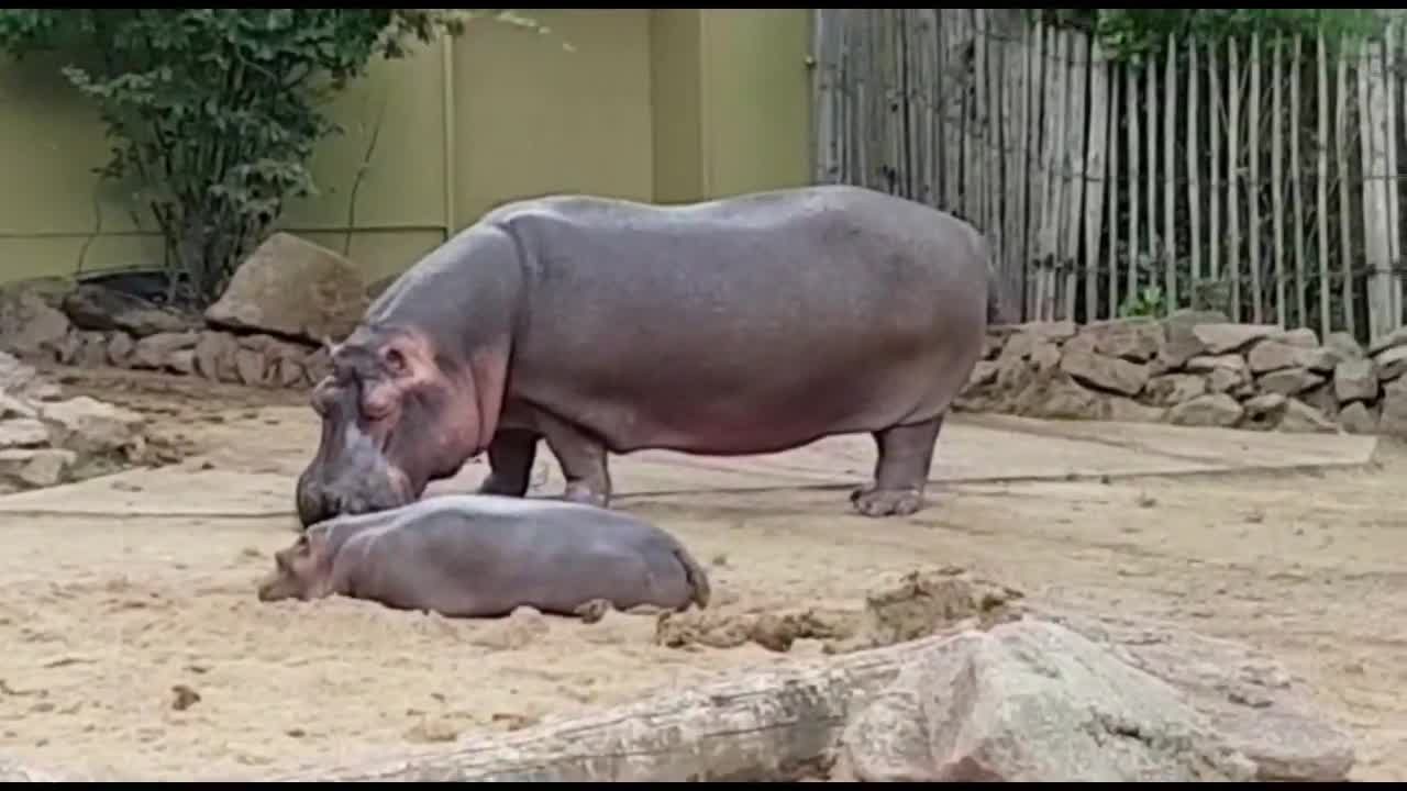 Animals that are cute and funny Compilation #22