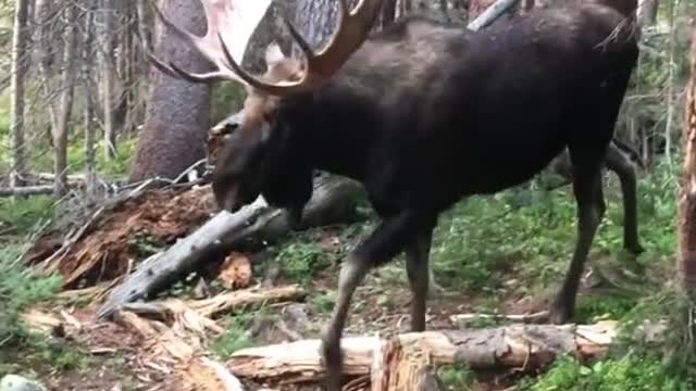 moose
