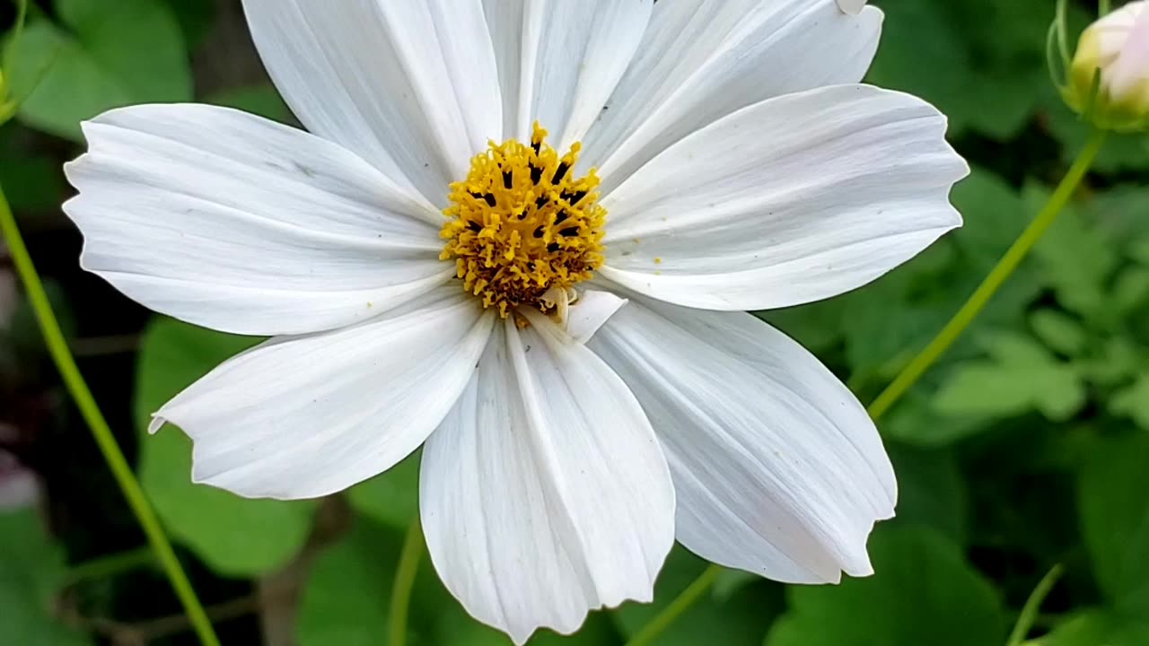 Garden Cosmos