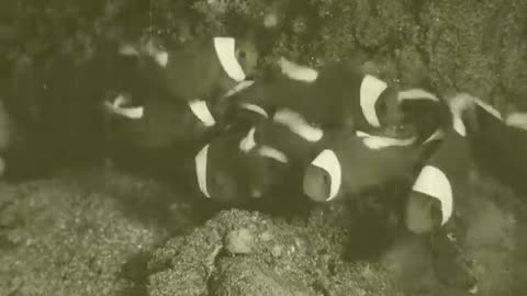 Just Keep Swimming - Anilao Saddleback Clownfis