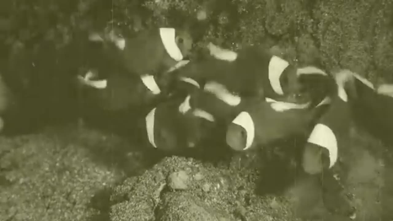Just Keep Swimming - Anilao Saddleback Clownfis