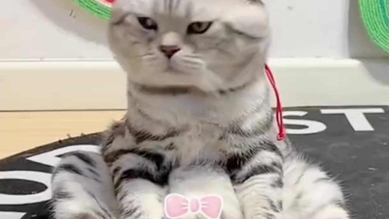 Amazing Funny Cats Trending Clips😍