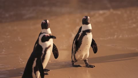 A Cute Penguins Walking on the Beach