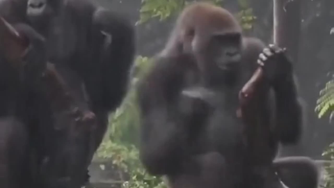 Good-natured gorillas!