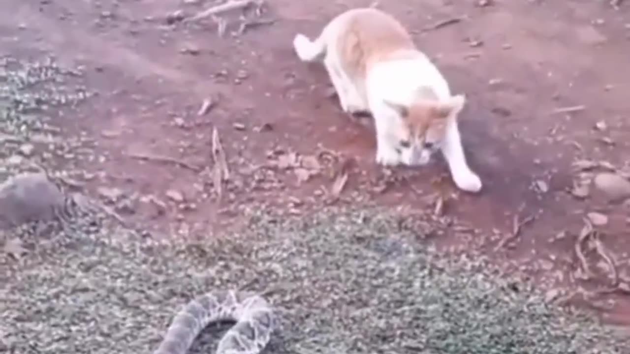 Animals: Masters of the 'paws'-itive punchline.
