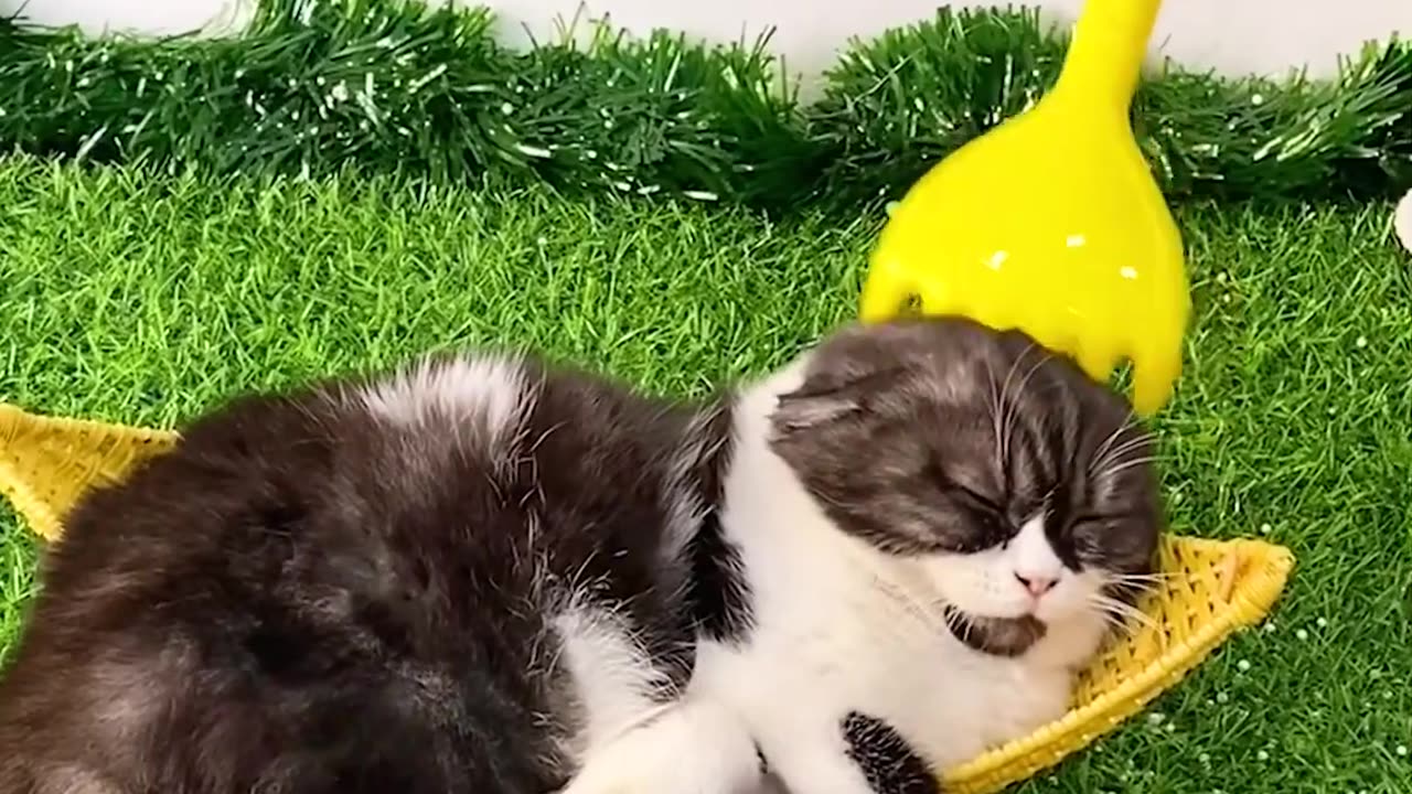 Coco relaxing moment!😊 _ Chef Cat Daily Life #tiktok #shorts #cat #pet