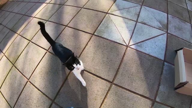 O Efeito Assustador das Mudanças Climáticas nos Gatos