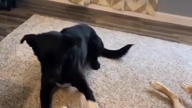 Smoooth criminal dog steals a bone