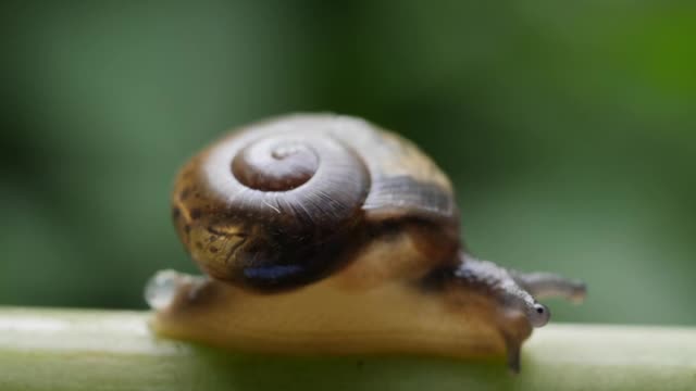 Close Up View Of A Small Snail Slowly Moving Across A Twig